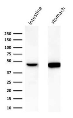 Cytokeratin 18 Antibody (C-04 (same as Ks18.04)) - Azide and BSA Free, Novus Biologicals 0.1 mg | Buy Online | Novus Biologicals | Fisher Scientific