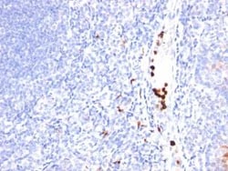 Myeloid-Associated Differentiation Marker Antibody (MYADM/971) - Azide