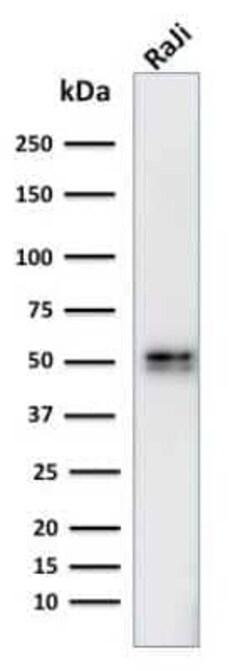 CD79A Antibody (IGA/764) - Azide and BSA Free, Novus Biologicals 0.1 mg;