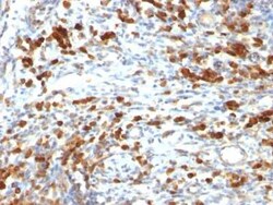 CD79A Antibody (IGA/764) - Azide and BSA Free, Novus Biologicals 0.1 mg;