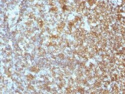 CD45 Antibody (SPM496) - Azide and BSA Free, Novus Biologicals 0.1 mg | Buy Online | Novus Biologicals | Fisher Scientific