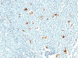 S100A9 Antibody (CPT/1028) - Azide and BSA Free, Novus Biologicals 0.1