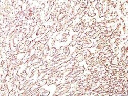 Podocalyxin Like Antibody (4F10) - Azide and BSA Free, Novus Biologicals 0.1 mg | Buy Online | Novus Biologicals | Fisher Scientific