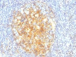 VCAM-1/CD106 Antibody (VCAM1/843) - Azide and BSA Free, Novus Biologicals 0.1 mg | Buy Online | Novus Biologicals | Fisher Scientific
