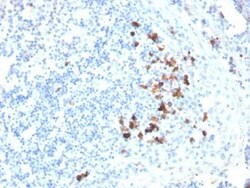 IgA Antibody (HISA43) - Azide and BSA Free, Novus Biologicals 0.1 mg | Buy Online | Novus Biologicals | Fisher Scientific