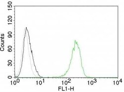 TfR (Transferrin R) Antibody (TFRC/1059) - Azide and BSA Free, Novus Biologicals
