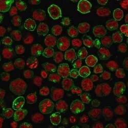 TfR (Transferrin R) Antibody (TFRC/1059) - Azide and BSA Free, Novus Biologicals