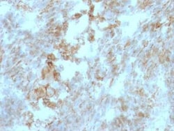 EMMPRIN/CD147 Antibody (BSG/963) - Azide and BSA Free, Novus Biologicals 0.1 mg | Buy Online | Novus Biologicals | Fisher Scientific