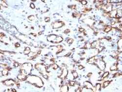 CD34 Antibody (SPM610) - Azide and BSA Free, Novus Biologicals 0.1 mg;
