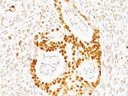 p53 Antibody (TRP/817) - Azide and BSA Free, Novus Biologicals 0.1 mg;