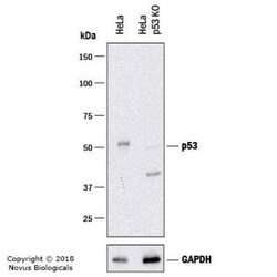 p53 Antibody (TRP/817) - Azide and BSA Free, Novus Biologicals 0.1 mg;