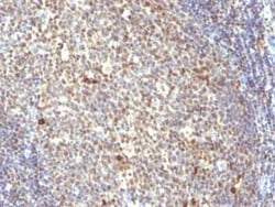 NuMA Antibody (SPM300) - Azide and BSA Free, Novus Biologicals 0.1 mg | Buy Online | Novus Biologicals | Fisher Scientific