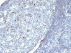 IgM Heavy Chain Antibody (Cocktail) - Azide and BSA Free, Novus Biologicals