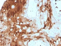S100A9 Antibody (S100A9/1075) - Azide and BSA Free, Novus Biologicals 0.1