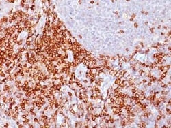 CD43/Sialophorin Antibody (Bra7G) - Azide and BSA Free, Novus Biologicals