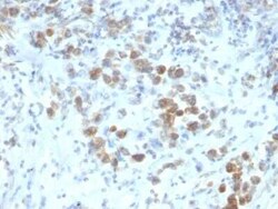 Pax6 Antibody (SPM612) - Azide and BSA Free, Novus Biologicals 0.1 mg | Buy Online | Novus Biologicals | Fisher Scientific