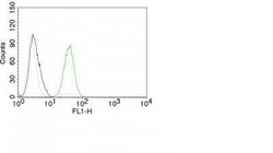 CD31/PECAM-1 Antibody (C31.10) - Azide and BSA Free, Novus Biologicals 0.1 mg | Buy Online | Novus Biologicals | Fisher Scientific