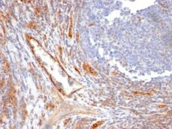 CD31/PECAM-1 Antibody (C31.10) - Azide and BSA Free, Novus Biologicals 0.1 mg | Buy Online | Novus Biologicals | Fisher Scientific