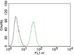 CD31/PECAM-1 Antibody (C31.10) - Azide and BSA Free, Novus Biologicals 0.1 mg | Buy Online | Novus Biologicals | Fisher Scientific