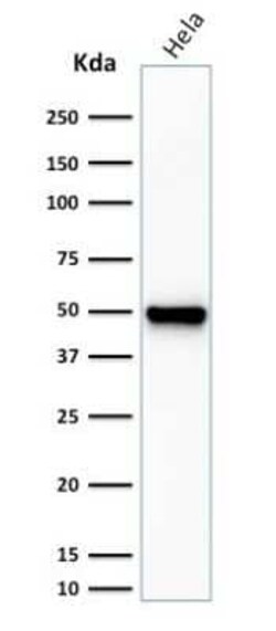 Fascin Antibody (FSCN1/416) - Azide and BSA Free, Novus Biologicals 0.1 mg | Buy Online | Novus Biologicals | Fisher Scientific