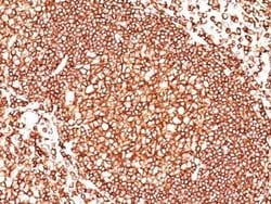 CD45 Antibody (136-4B5) - Azide and BSA Free, Novus Biologicals 0.1 mg | Buy Online | Novus Biologicals | Fisher Scientific