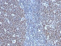 Cyclin B1 Antibody (SPM619) - Azide and BSA Free, Novus Biologicals 0.1 mg | Buy Online | Novus Biologicals | Fisher Scientific