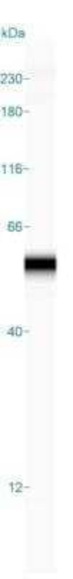 GnRHR Antibody (A9E4) - Azide and BSA Free, Novus Biologicals 0.1 mg; Unconjugated:Antibodies,