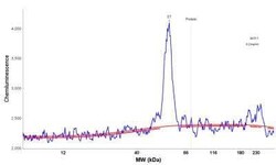 GnRHR Antibody (A9E4) - Azide and BSA Free, Novus Biologicals 0.1 mg; Unconjugated:Antibodies,