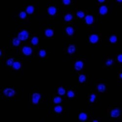 Lambda Light Chain Antibody (LcN-2) - Azide and BSA Free, Novus Biologicals 100 &mu;g | Buy Online | Novus Biologicals | Fisher Scientific