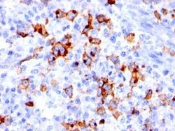 SSEA-1 Antibody (BRA-4F1) - Azide and BSA Free, Novus Biologicals 0.1 mg | Buy Online | Novus Biologicals | Fisher Scientific