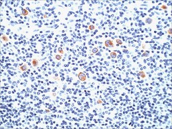 SSEA-1 Antibody (SPM490) - Azide and BSA Free, Novus Biologicals 0.1 mg | Buy Online | Novus Biologicals | Fisher Scientific
