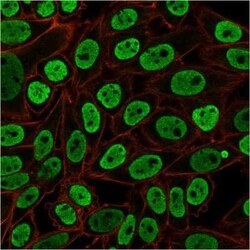 Nuclear Antigen Antibody (NM106) - Azide and BSA Free, Novus Biologicals