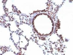 Nuclear Antigen Antibody (NM106) - Azide and BSA Free, Novus Biologicals