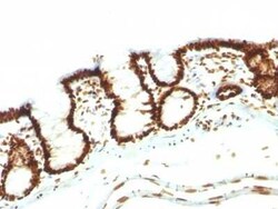 Nuclear Antigen Antibody (NM106) - Azide and BSA Free, Novus Biologicals