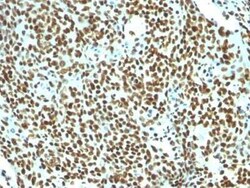 Nuclear Antigen Antibody (NM106) - Azide and BSA Free, Novus Biologicals