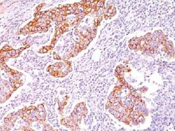 Phospho-Tyrosine Antibody (SPM102) - Azide and BSA Free, Novus Biologicals