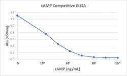 cAMP Antibody (RM466), Novus Biologicals 50 &mu;g | Buy Online | Novus Biologicals | Fisher Scientific