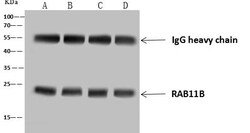 RAB11B Antibody, Novus Biologicals 50 &mu;g; Unconjugated:Antibodies, Polyclonal