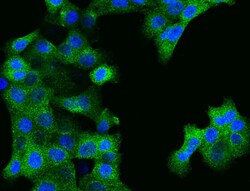 RAB11B Antibody, Novus Biologicals:Antibodies:Primary Antibodies