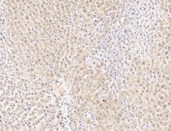 RNF25 Antibody, Novus Biologicals:Antibodies:Primary Antibodies