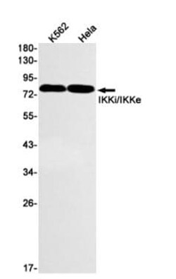 Src, p Tyr419 Antibody (S01-6H3), Novus Biologicals:Antibodies:Primary