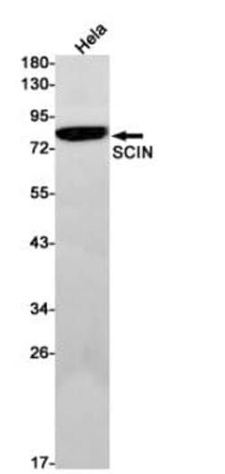 RRAS Antibody (S06-7A2), Novus Biologicals 100 &mu;g; Unconjugated:Antibodies,