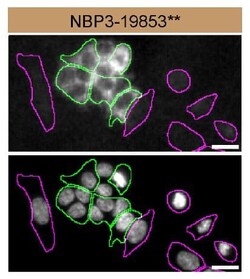 Casein Kinase 2 alpha Antibody (S05-7F8), Novus Biologicals:Antibodies:Primary