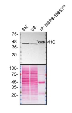 Casein Kinase 2 alpha Antibody (S05-7F8), Novus Biologicals:Antibodies:Primary
