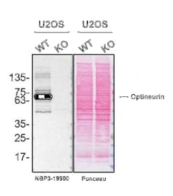 Optineurin Antibody (S01-2C5), Novus Biologicals 100 &mu;g; Unconjugated:Antibodies,