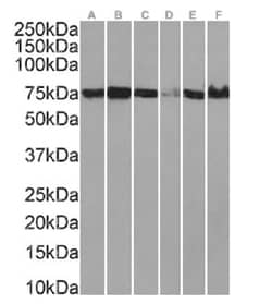 Aminopeptidase P1/XPNPEP1 Antibody (SAIC-07B-14) - Azide and BSA Free,