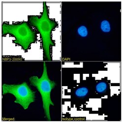 Aminopeptidase P1/XPNPEP1 Antibody (SAIC-07B-14) - Azide and BSA Free,
