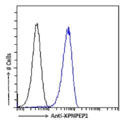 Aminopeptidase P1/XPNPEP1 Antibody (SAIC-07B-14) - Azide and BSA Free,