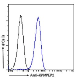 Aminopeptidase P1/XPNPEP1 Antibody (SAIC-07E-1) - Azide and BSA Free, Novus
