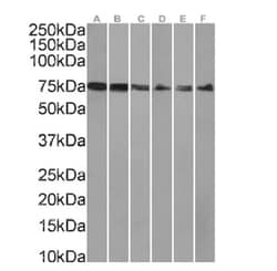 Aminopeptidase P1/XPNPEP1 Antibody (SAIC-07E-1) - Azide and BSA Free, Novus